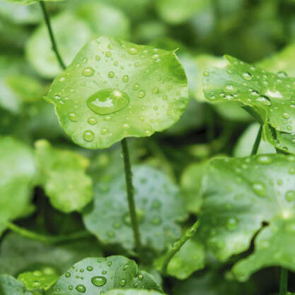 raindrop-water-pennywort-garden_46250-2570